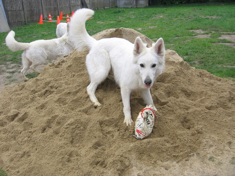 2015-05-17 pieke vindt het zand erg leuk.JPG