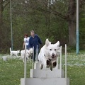 2012-04-28 Vinza flyball (3)