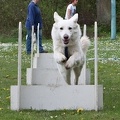2012-04-28 Vinza flyball (1)