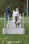 2012-04-28 Vinza flyball (1)