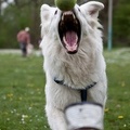 2012-04-28 Vinza flyball (4)