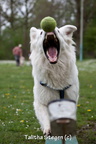 2012-04-28 Vinza flyball (4)
