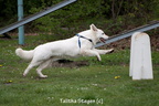 2012-04-28 Vinza flyball (5)