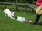 2012-05-19 vinza flyball